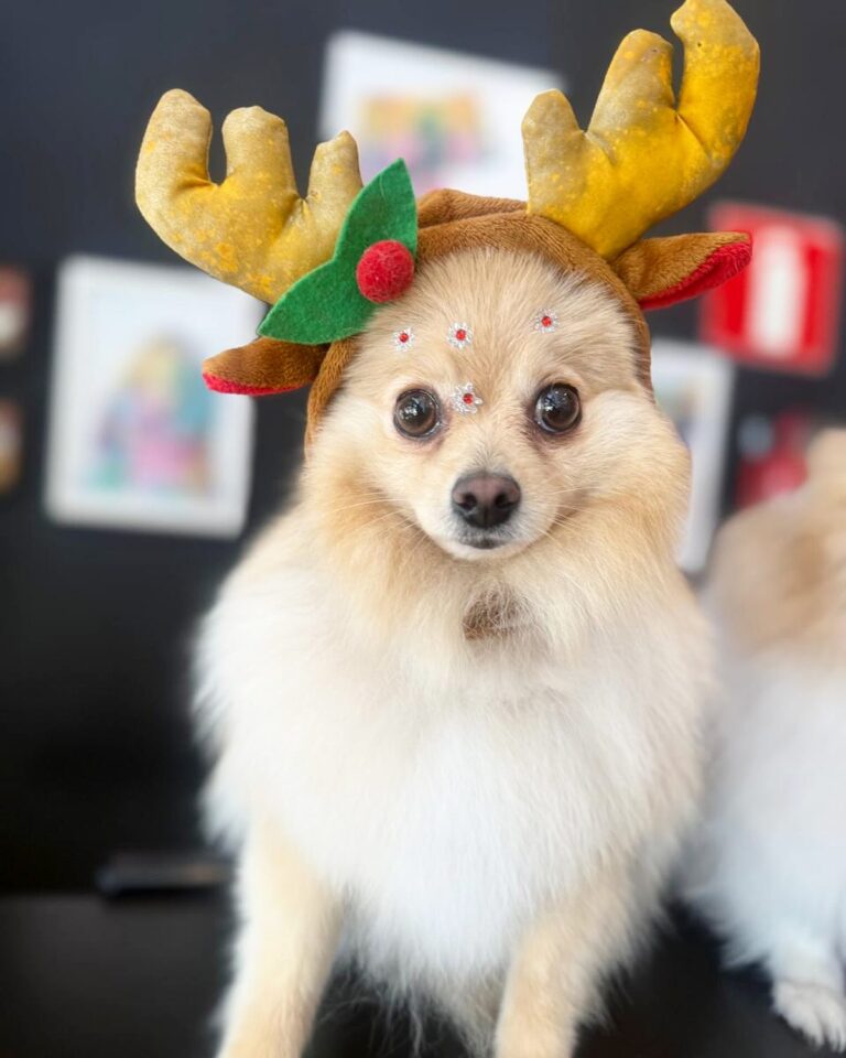 Instagram post from meupets_petshop. This post is in position 7.