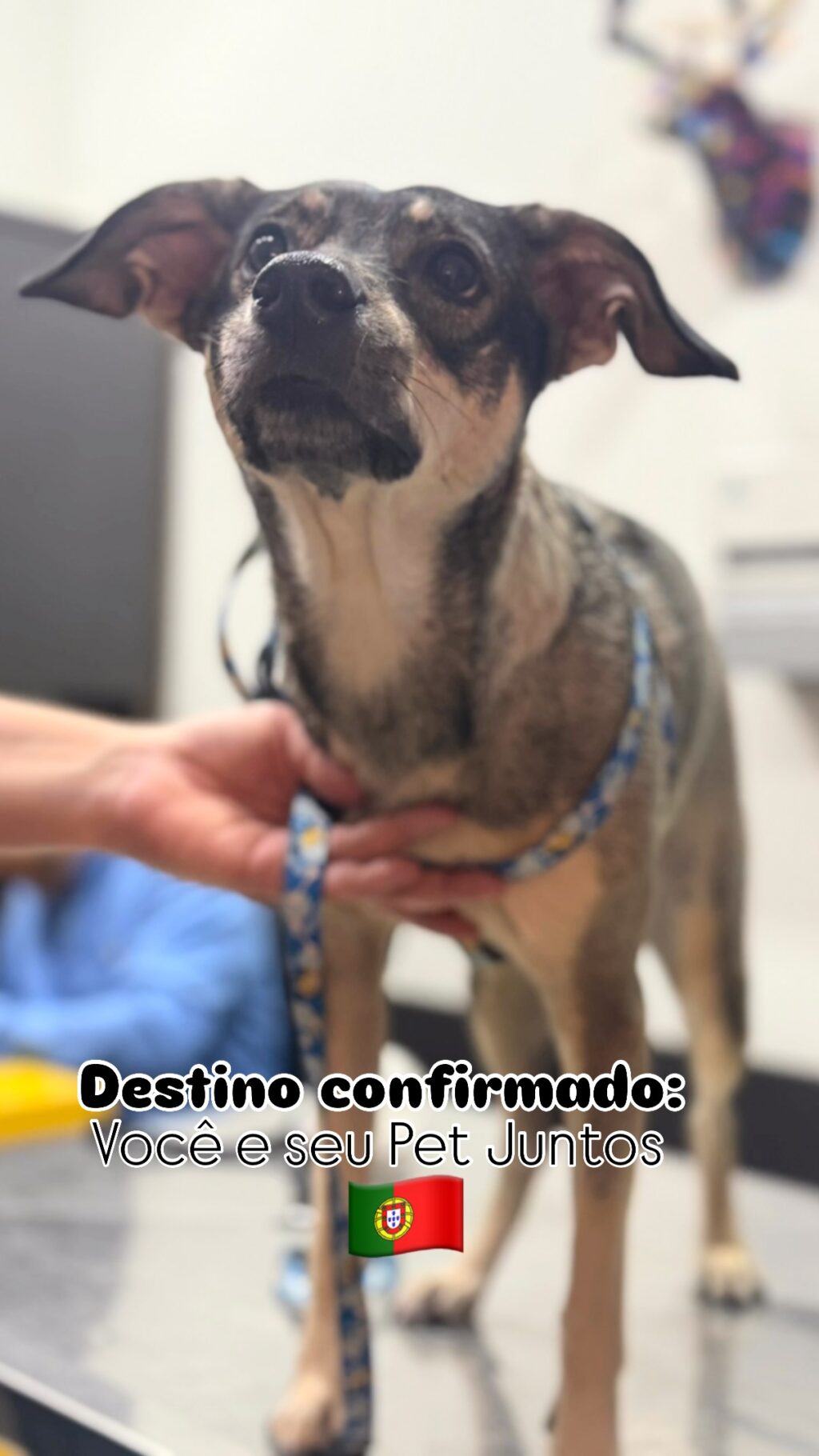 Instagram post from meupets_petshop. This post is in position 2.