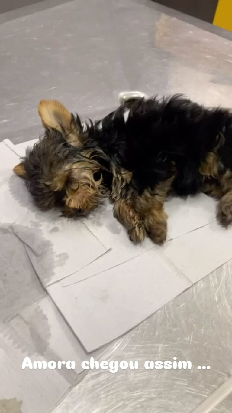 Instagram post from meupets_petshop. This post is in position 10.