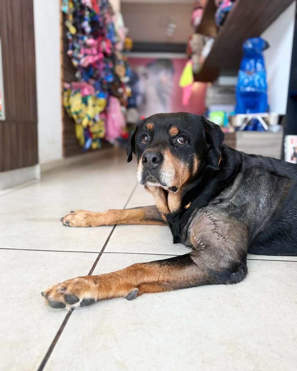 Instagram post from meupets_petshop. This post is in position 7.
