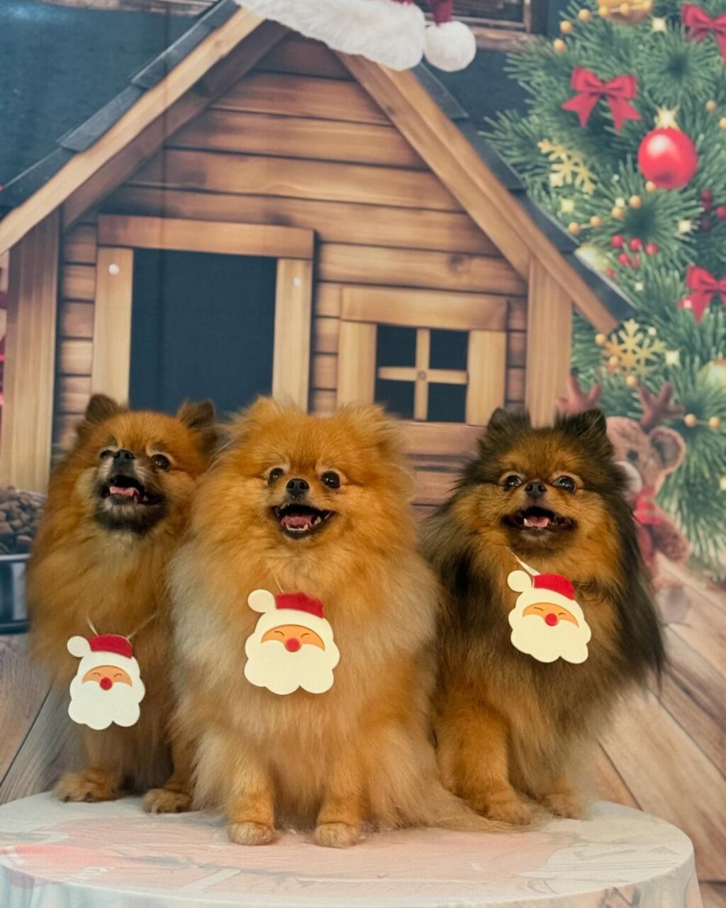 Instagram post from meupets_petshop. This post is in position 5.