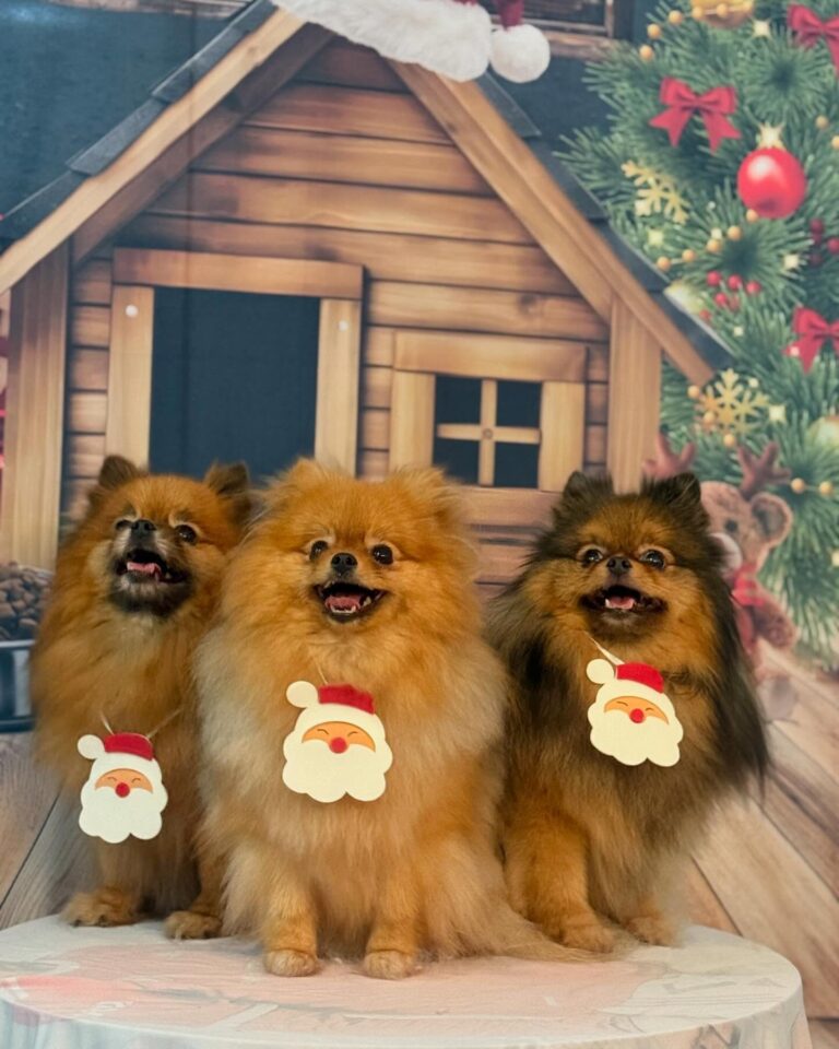 Instagram post from meupets_petshop. This post is in position 6.